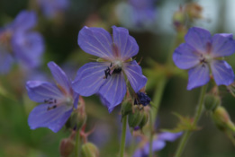 Geranium pratenseBeemdooievaarsbek bestellen